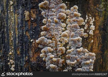 Young white mushroom on wet dead tree