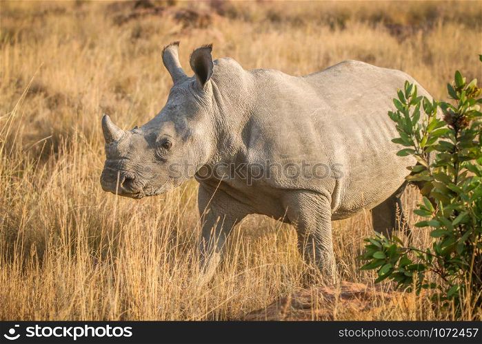 Young white rhino standing in the grass, South Africa.