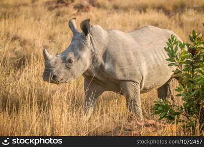 Young white rhino standing in the grass, South Africa.