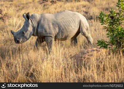 Young White rhino standing in the grass, South Africa.