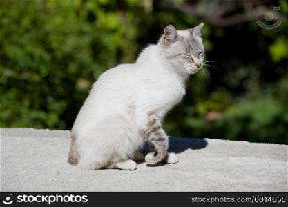 young white sleepy cat, outdoor picture