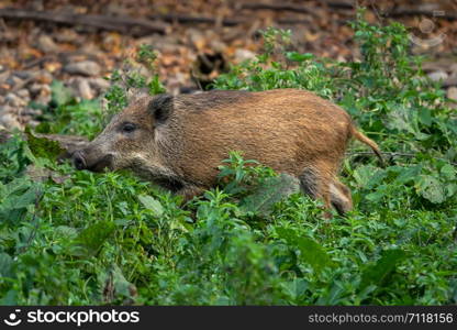 young wild boar yearling