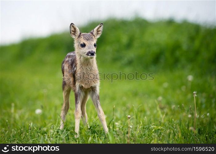 Young wild roe deer in grass, Capreolus capreolus. New born roe deer, wild spring nature.