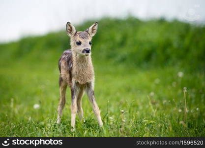 Young wild roe deer in grass, Capreolus capreolus. New born roe deer, wild spring nature.