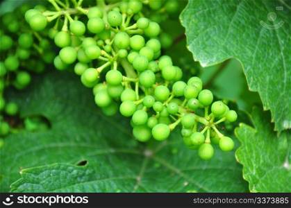 Young wine grapes