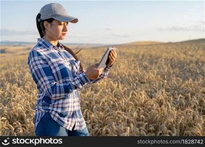 Young woman agronomist checks growth of wheat in field. Farmer takes notes on tablet. agro business concept. High quality photo.. Young woman agronomist checks growth of wheat in field. Farmer takes notes on tablet. agro business concept