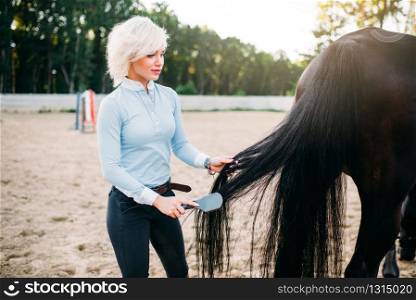 Young woman combing the tail of the horse. Equestrian sport, attractive lady and beautiful stallion. Young woman combing the tail of the horse
