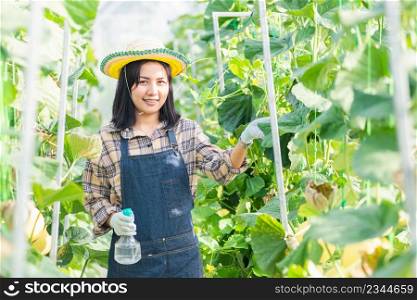 Young woman farmer spraying water with foggy squirt in the garden greenhouse planting, melon gardening farm, fruit gardening concept