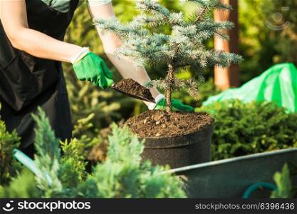 Young woman-gardener transplanting a plant in fertile soil. Florist-woman working with seedlings