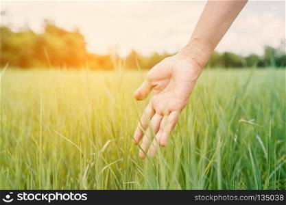 Young woman hand touching enjoy with green grass. . Young woman hand touching enjoy with green grass.