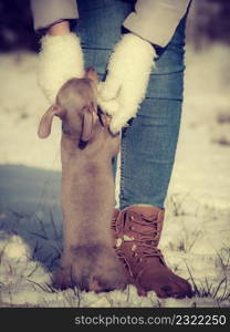 Young woman having fun during winter. Female playing with her small purebreed dog puppy while snow is snowing. Woman playing with dog during winter