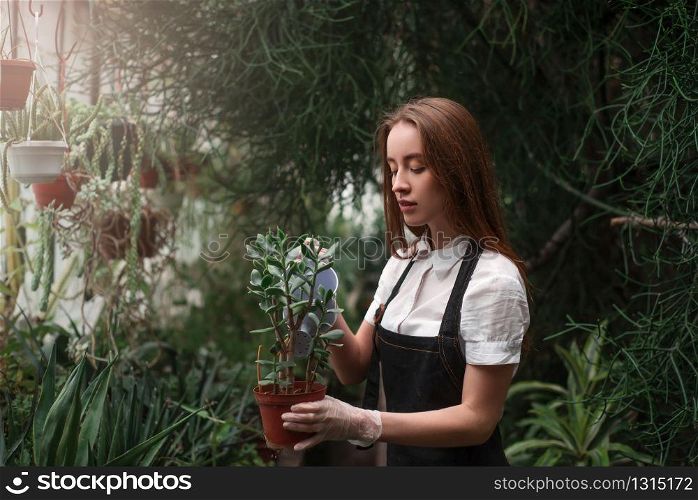 Young woman holding a pot with houseplant in hands. Greenhouse on background.