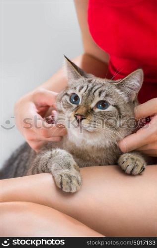 Young woman holding beautiful tabby looking up cat, relaxed on gray background
