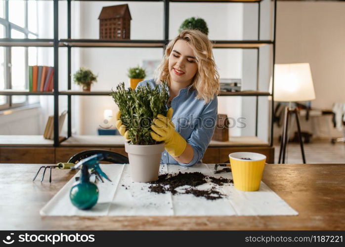 Young woman in gloves sitting at the table and changes the soil in home plants, florist. Female person takes care of domestic flowers. Young woman changes the soil in home plants