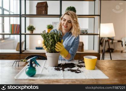 Young woman in gloves sitting at the table and changes the soil in home plants, florist. Female person takes care of domestic flowers. Young woman changes the soil in home plants