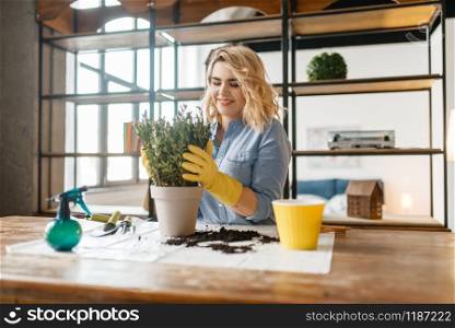 Young woman in gloves sitting at the table and changes the soil in home plants, florist hobby. Female person takes care of domestic flowers. Young woman changes the soil in home plants