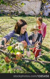 Young woman picking apples from the tree branch in a harvest with her family in the background. Nature and leisure time concept.. Woman picking apples from tree in a harvest