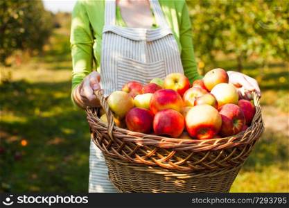 Young Woman stands in the orchard and holds woven basket with fleshy apples. Close up fruits, harvest season concept.. Young Woman holds basket with organic Apples