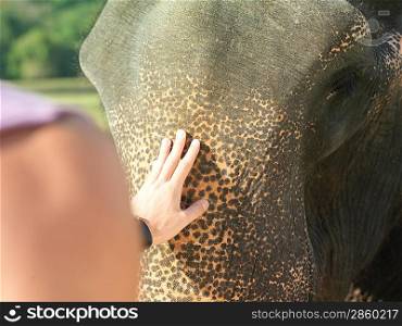 Young woman stroking elephant close-up back view