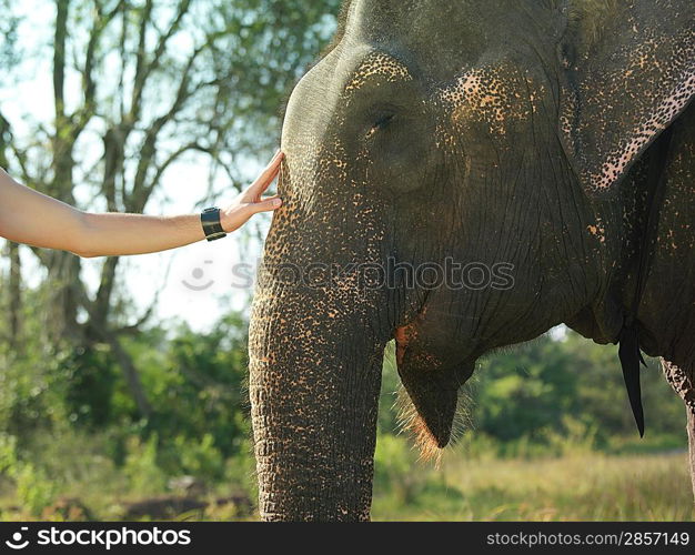 Young woman stroking elephants head close-up