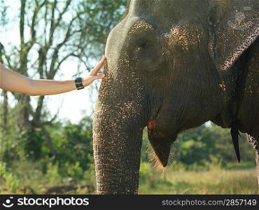 Young woman stroking elephants head close-up