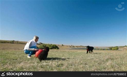 Young woman training the Newfoundland dogs outdoors