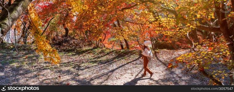 Young woman traveler looking beautiful autumn leave fall in Japan, Travel lifestyle concept
