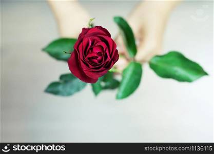 young woman two hands holding red rose flower nature beautiful flowers with leave copy space empty write messages in Valentines day, wedding or romantic love concept.