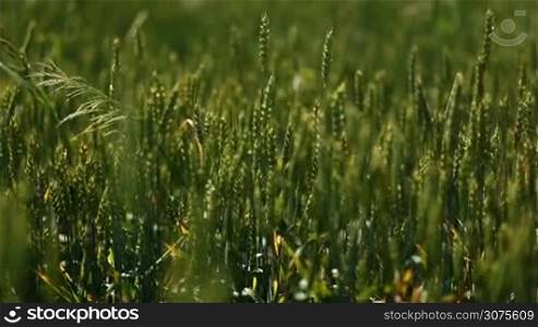 Young woman walking in the sun on green wheat field and gently touching ears of wheat