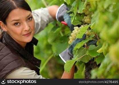 young woman working in a vineyard
