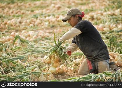 Young Woman Working In Onion Fields