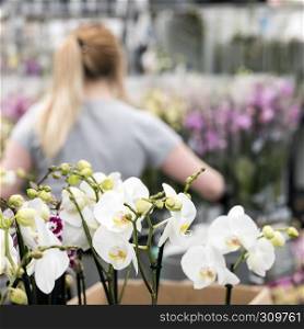 young woman works with orchids in greenhouse