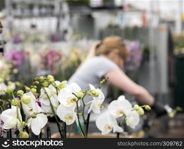 young woman works with orchids in greenhouse