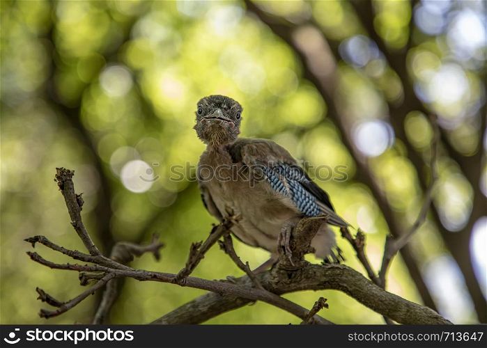Young woodpecker bird. Curious woodpecker bird. horizontal view