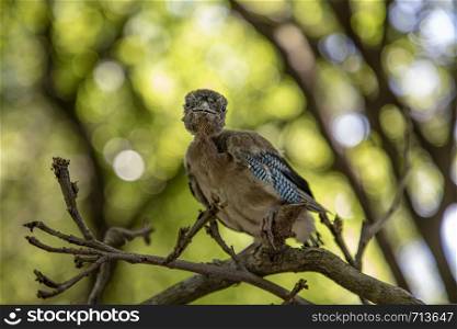 Young woodpecker bird. Curious woodpecker bird. horizontal view
