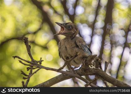 Young woodpecker bird. Hungry woodpecker bird. horizontal view