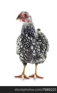 young wyandotte chicken in front of white background