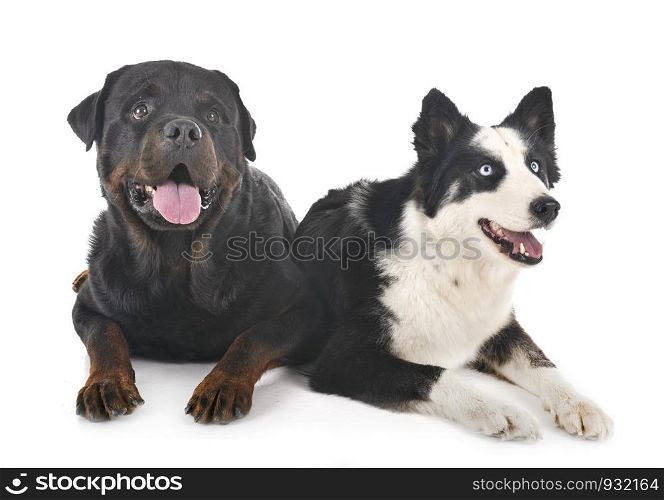 young Yakutian Laika and rottweiler in front of white background