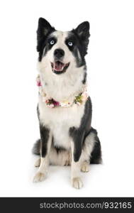 young Yakutian Laika in front of white background