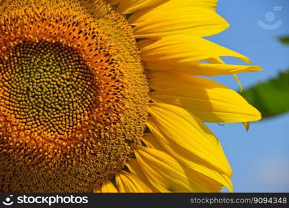 Young yellow sunflower blossom close up over cloudy blue sky