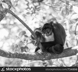 Yucatan spider monkey sitting on a tree branch in forest in stunning black and white