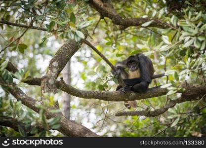Yucatan Spider Monkey. Yucatan spider monkey sitting on a tree branch in forest