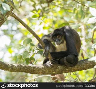 Yucatan Spider Monkey. Yucatan spider monkey sitting on a tree branch in forest
