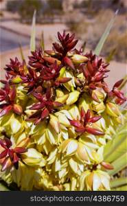Yucca brevifolia flowers in Joshua Tree National Park California USA