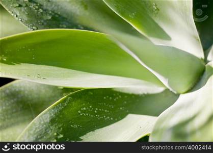 Yucca leaf