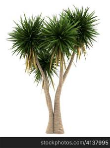 Yucca palm tree isolated on white background