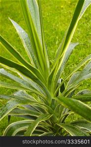 Yucca plant after rain with water drops