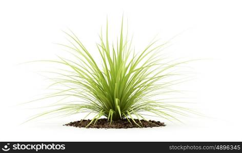 yucca plant isolated on white background. 3d illustration
