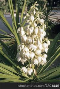 Yucca with flower
