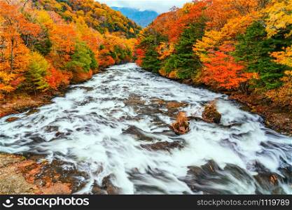 Yukawa River flow rapidly over rocks passing the forest of colorful foliage of autumn season to the Lake Chuzenji at Nikko City in Tochigi Prefecture, Japan.